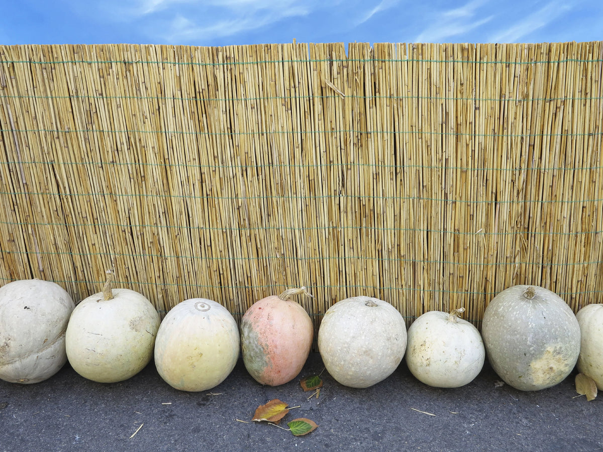 Natural Reed Fence Panel 4-Pack R157