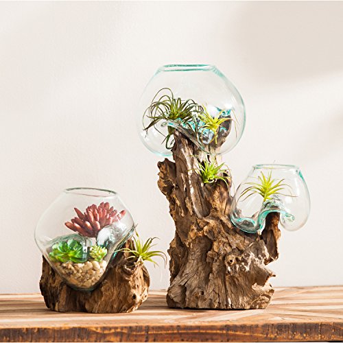 Blue Tinted Bubble Glass On Natural Teak Driftwood Terrarium W497546