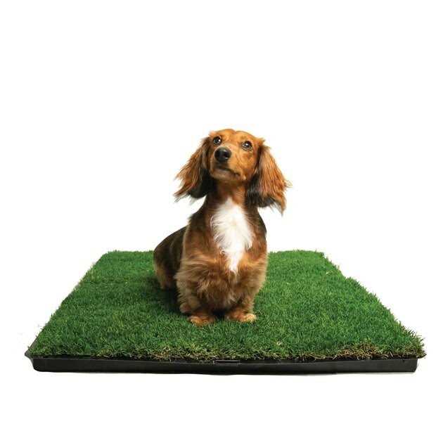 Grass with Tray B88655