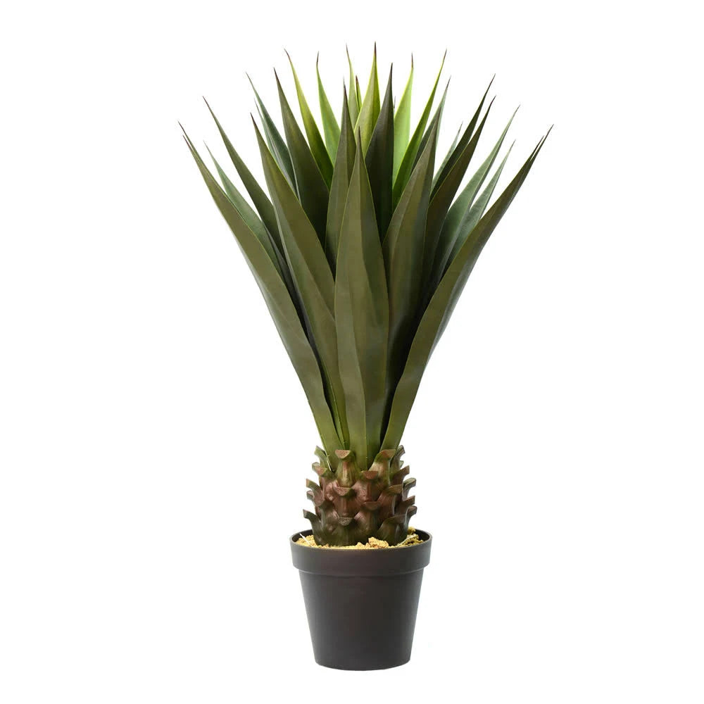Green Potted Aloe Vera Q83698