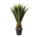 Green Potted Aloe Vera Q83698